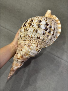 สร้อยเปลือกหอยหอยสังข์แบบพรีเมี่ยมเครื่องประดับแฟชั่นงานหัตถกรรมสร้อยคอจัดแสดงสินค้าส่งออก - Product Image 5