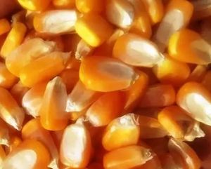 ควบคุมความชื้นข้าวโพดสีเหลืองแบบ non-GMO สำหรับการแปรรูปอาหารในรูปแบบสดและแห้งแช่แข็ง - Product Image 2