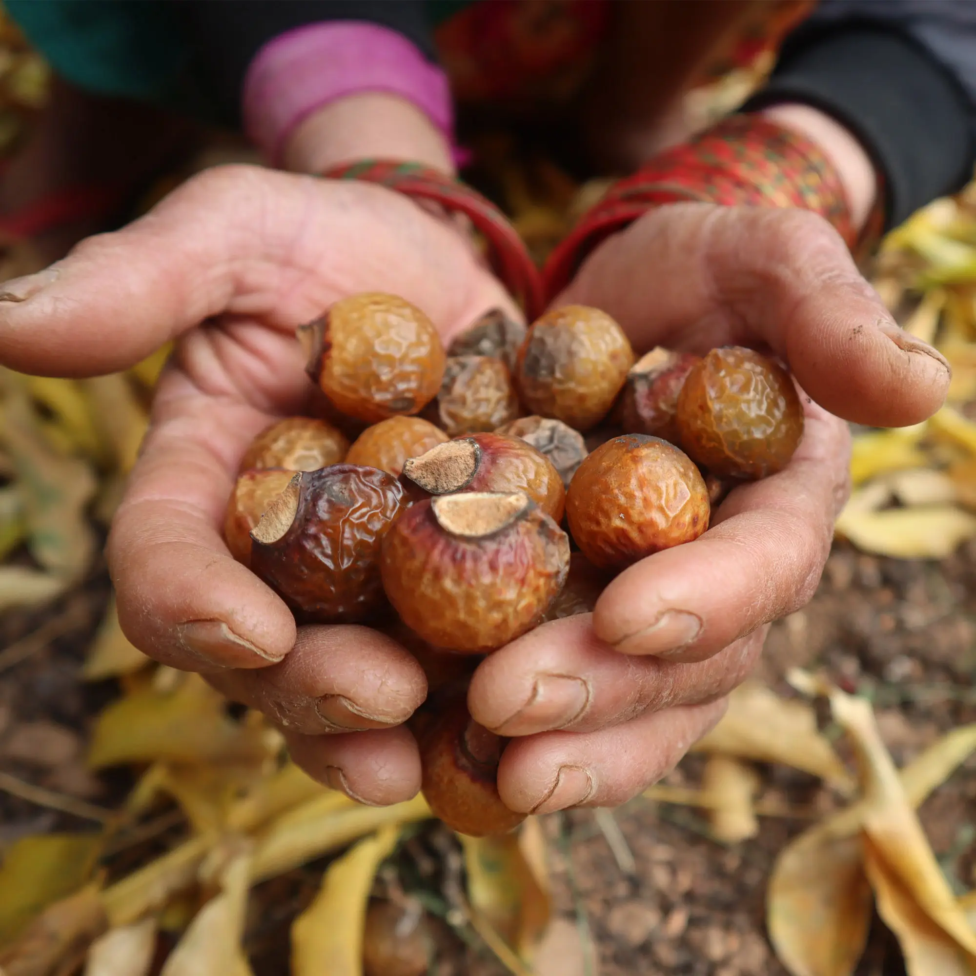 Zaadweeën Soapberries Schelpen Bulkleverancier Van Nepal/Zaadje Zeep Noten (Sapindus Mukorossi) Schelpen Groothandelsleverancier
