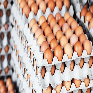 Huevos de Gallina Marrones en Oferta, Origen Brasil, 100% de Alta Calidad, Directo de Fábrica - Product Image 6