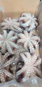 Pulpo Entero Congelado en el Mar, Tamaño Grande, Almacenamiento IQF, Marca E$T, 12 Meses de Duración, con Precio Competitivo - Product Image 3