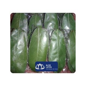 [MEILLEURES VENTES] Feuilles de corossol séchées en vrac pour sachets de thé et thé minceur à usage commercial Vietnam - Product Image 1