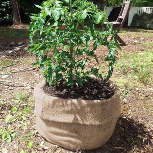 Horno reutilizable, ordeñador - Product Image 2