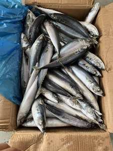 Caballa del Pacífico Congelada IQF con 12 Meses de Vida Útil - Precios al por Mayor - Product Image 4