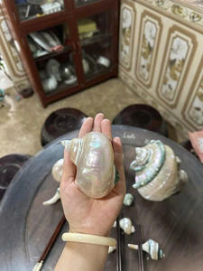 Turbo Jade Shell Premium Quality Natural Seashell Cuidadosamente seleccionado Perfecto para la decoración del hogar Suministro a granel - Product Image 3