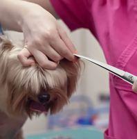 Ciseaux de toilettage pour animaux de compagnie en acier inoxydable allemand 7,5 pouces Finition miroir avec vis réglable et repose-doigts fixe avec étui