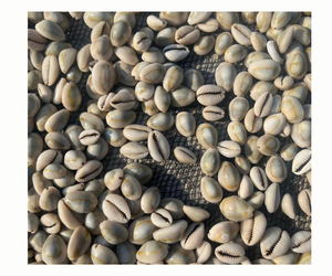 Offre spéciale cauri coquille perles ovale coquillages plage coquillages pour bricolage artisanat fabrication de bijoux accessoires - Product Image 1