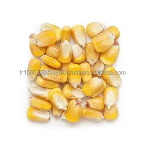 Maíz Amarillo/maíz seco directo de fábrica de alta calidad de grado 2 Canadá al por mayor, no OGM, apto para consumo humano y alimentación animal