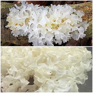 Hongos de nieve de alta calidad, bajo precio, Tremella, fuciforris, Sophie - Product Image 4