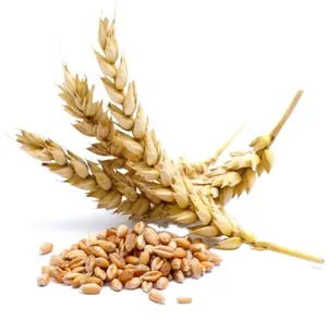 Дешевая цена, пшеничное зерно, оптовая продажа с индивидуальной упаковкой/высококачественное зерно твердых сортов пшеницы из Канады, доставка по всему миру