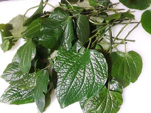 Feuilles de lolot séchées de qualité supérieure, grande quantité, exportation - Product Image 5