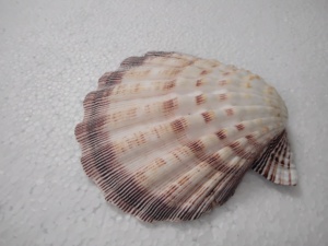 Conchas de mar multicolores naturales adecuadas para usar como colgantes por diseñadores de joyas ideales para reventa - Product Image 3