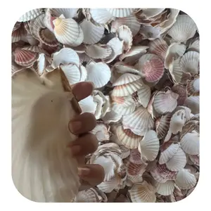 Scallop Shell Ornaments, Raw Shellfish Landscape White Shell Seashells Decors // KEVIN TRAN +84968311314