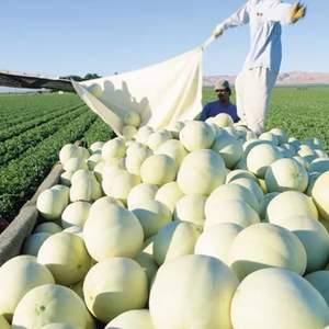 High Quality <b>Fresh</b> Honeydew <b>Melons</b> - Class I Export Grade - Sweet Green Flesh - High Brix 12%+ Honey <b>Melons</b> Wholesale - Product Image 6