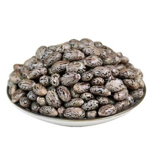 Graines de ricin à double langue de qualité supérieure pour l'extraction d'huile, export en vrac, Thaïlande, durée de conservation de 12 mois, valeur nutritionnelle saine - Product Image 4