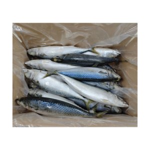 P1169 Sgombro del Pacifico Intero IQF <span class=keywords><strong>da</strong></span> Fabbrica Cinese, Produttore di Scomber Japonicus, <span class=keywords><strong>Saba</strong></span> 400g+ - Product Image 3