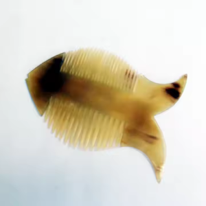 Crescent Crafts 100% Buffalo Ox Horn Peine con forma de pez Diente lateral doble de alta calidad a precio mayorista de la India - Product Image 2