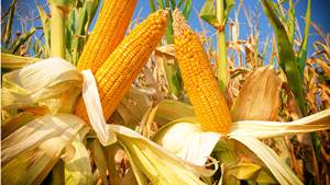 Granos Secos de Alta Calidad, Limpios, a Granel, para Aplicaciones Alimentarias Humanas, para Hornear Masa de Tortilla, Diversos Usos como Alimento para Ganado, Vinagre - Product Image 2