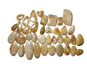 Cabujón de coral fósil natural lote al por mayor cabujón de coral fósil por peso con diferentes formas utilizadas para la fabricación de joyas - Product Image 1