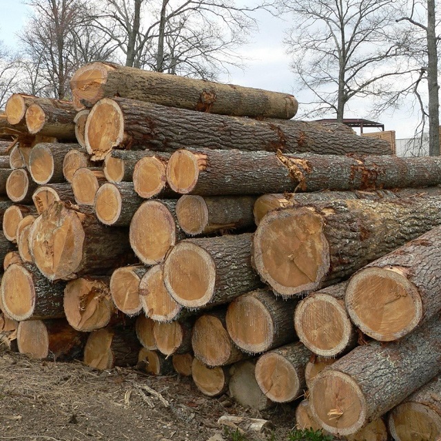 Tronchi di legno segato di abete rosso/pino all'ingrosso miglior prezzo che puoi ottenere