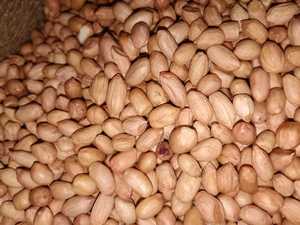 Super Quality Premium Raw <strong>Peanuts</strong> for Chutney High Oil Content Bold <strong>Size</strong> Ideal for Grinding &amp; Cooking - Product Image 3
