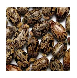 Top Quality Dried Organic Castor Seeds For Sale At Best Price