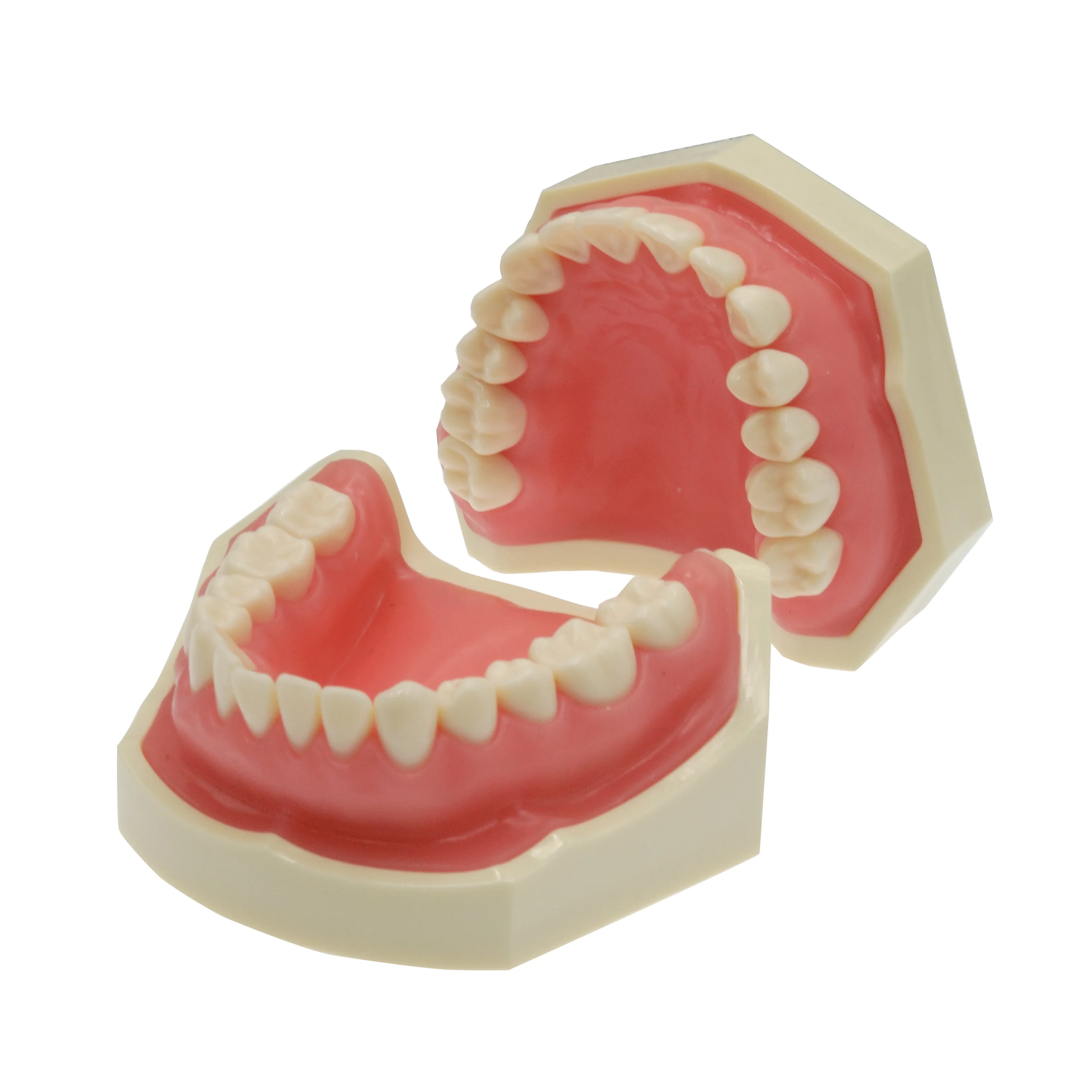 Modelo dentário padrão nissin com 32 peças, parafuso em dentes substituíveis para prática de preparação
