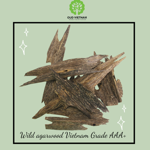 Pure Royal Scent Agar Wood Oud Vietnam Grado de alta calidad Tripple Luxury Unique Aroma 35 años de la empresa Oud Vietnam - Product Image 2