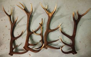 ชิ้นไม้เขากวางแดงคุณภาพสูง - Product Image 3