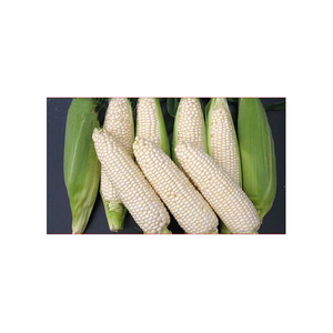 Maíz blanco seco asequible, no GMO, maíz blanco y maíz blanco para alimentación humana y Animal - Product Image 5