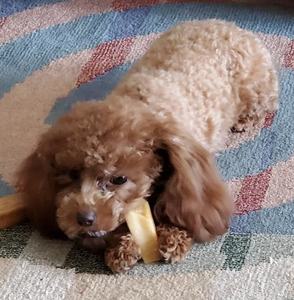 Os de lait pour chiens Himalaya Yak Fromage Chew Bar Tuile Fromage Biologique Chien Bâton Yak Fromage Chien - Product Image 2