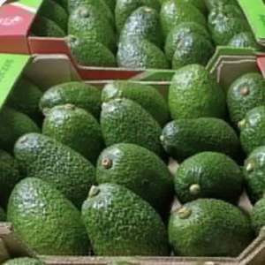 Aguacate Hass Premium al por Mayor - Sabor Dulce, Alta Calidad, Mejor Precio, Directo de los Productores - Product Image 6