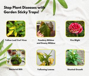 10 bẫy hình chữ nhật | thân thiện với môi trường bắt côn trùng cho gnats, rệp và bướm trắng | lâu dài - Product Image 6