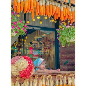 ข้าวโพดแห้งตกแต่งเหมาะสำหรับฤดูใบไม้ร่วงวันขอบคุณพระเจ้าหรือการตกแต่งธีมเก็บเกี่ยวนำความอบอุ่นแบบชนบทเข้ามาในบ้านของคุณ - Product Image 2