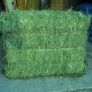 ซื้อหญ้า Alfalfa ออร์แกนิก Hay ในเนเธอร์แลนด์ / เม็ดหญ้า Alfalfa สําหรับอาหารสัตว์เพื่อขายจํานวนมาก