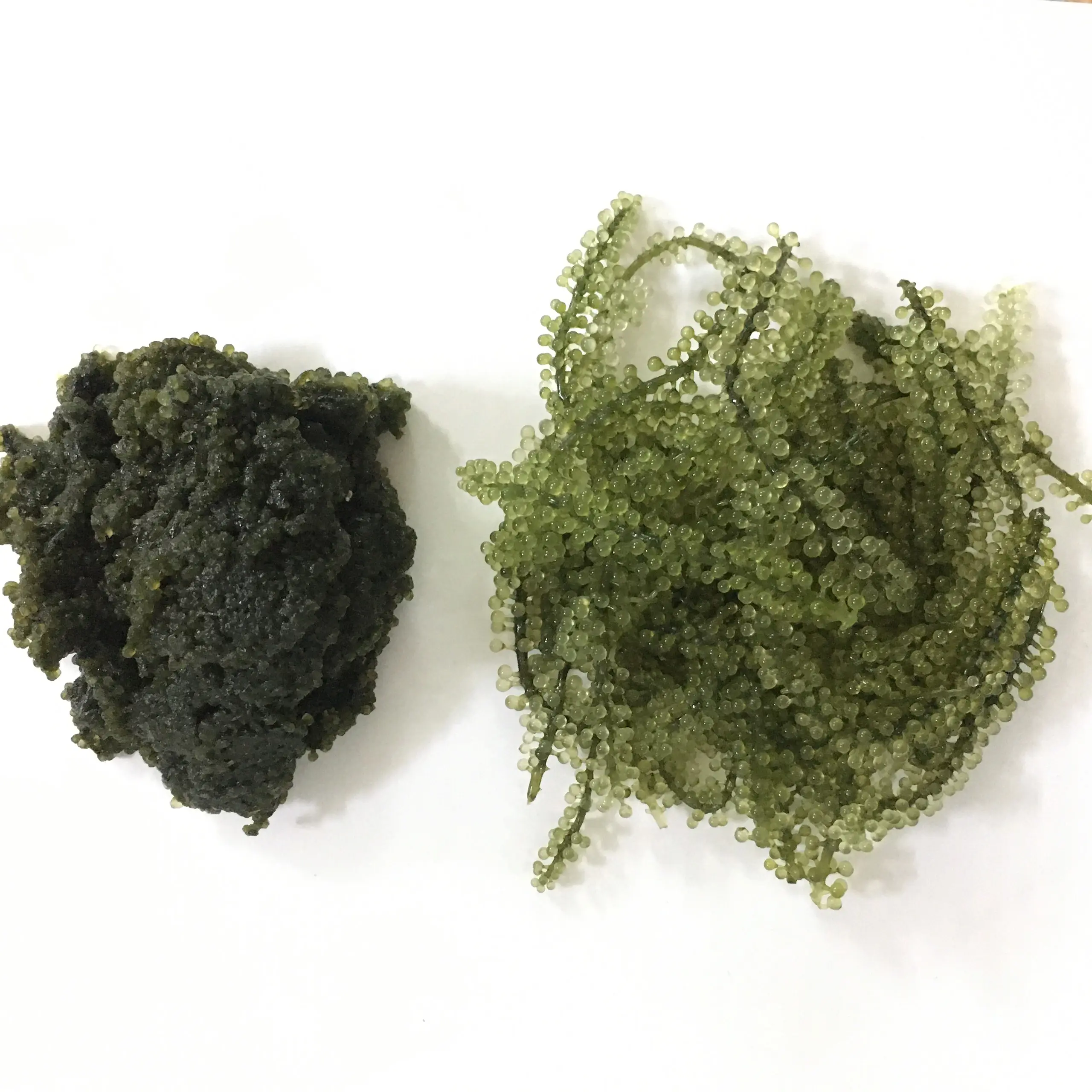 SEA GRAPES/ UMIBUDO SEAWEED / SALTED SEWEED / GREEN CAVIAR / Ann +84 902627804