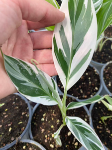 Planta de Plátano Ablo Variegada Musa AeAe de <span class=keywords><strong>Florida</strong></span> |   Cultivo de Tejido de Colección Raro de Color Blanco Variegado para Decoración Tropical de Interiores - Product Image 6