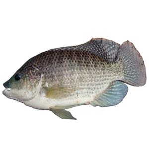 Pescado de Tilapia redondo, pescado de 10 kg, para compradores, IQF, buena calidad - Product Image 3