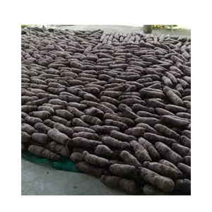 Yam blanco, ñame morado, raíz fresca congelada de alta calidad para exportación internacional - Product Image 2