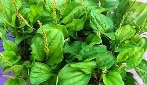 Herbe de plantago séchée naturelle, ingrédient coupé propre pour les tisanes et la transformation d'aliments fonctionnels - Product Image 2