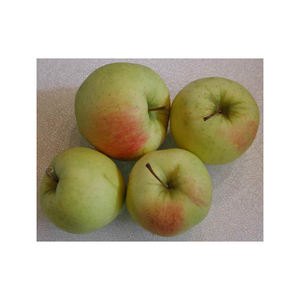 Pomme Gala fraîche de qualité supérieure, fruit sucré pour les acheteurs en gros, les détaillants, les distributeurs et les commandes d'exportation - Product Image 5