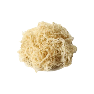 Precio a granel, musgo marino silvestre/musgo irlandés/Eucheuma Cottonii del fabricante de Vietnam - Product Image 5