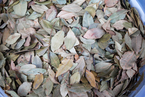 Cao Cấp Khô Quảng Cáo Xử Lý Bay Laurel Lá Gia Vị ISO Chứng Nhận 5-10Cm Miếng Cho Nấu Ăn Cà Ri Biryani Thảo Dược Sử Dụng 25Kg Bale - Product Image 6