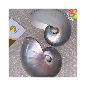 Nautilus de concha marina natural para crear obras de arte temáticas de playa y regalos de bricolaje - Product Image 5
