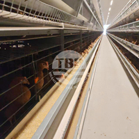 Système d'élevage avicole automatique à cage en H pour la production d'œufs