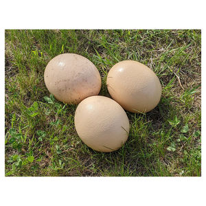 Huevos Frescos de Avestruz de Origen de Fábrica, Huevos para Incubar de Alta Calidad, OEM/ODM Disponible, Personalización Disponible para Comercio al por Mayor - Product Image 6