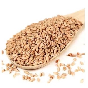Semillas de Cebada Naturales de Primera Calidad Secadas a Baja Temperatura para la Elaboración de Cerveza y Procesamiento de Alimentos - Product Image 3