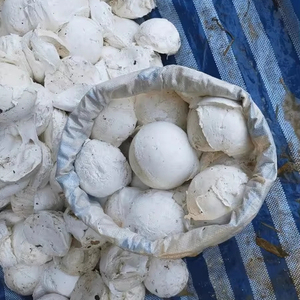 Caucho natural en trozos de copa de Vietnam | Limpio, consistente y listo para su fábrica - Product Image 1