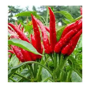 Global Mekong Group's Organic and Common Cultivation Whole Red Spicy Dried Chili Long Shape Vacuum Packed 12-Month Shelf Life
