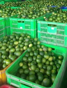 LIME FRAIS SANS GRAINES-La meilleure option pour une exportation standard de haute qualité et au meilleur prix - Product Image 6
